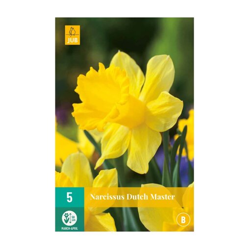 Narcissenbollen Dutch Master (zakje van 5 stuks)
